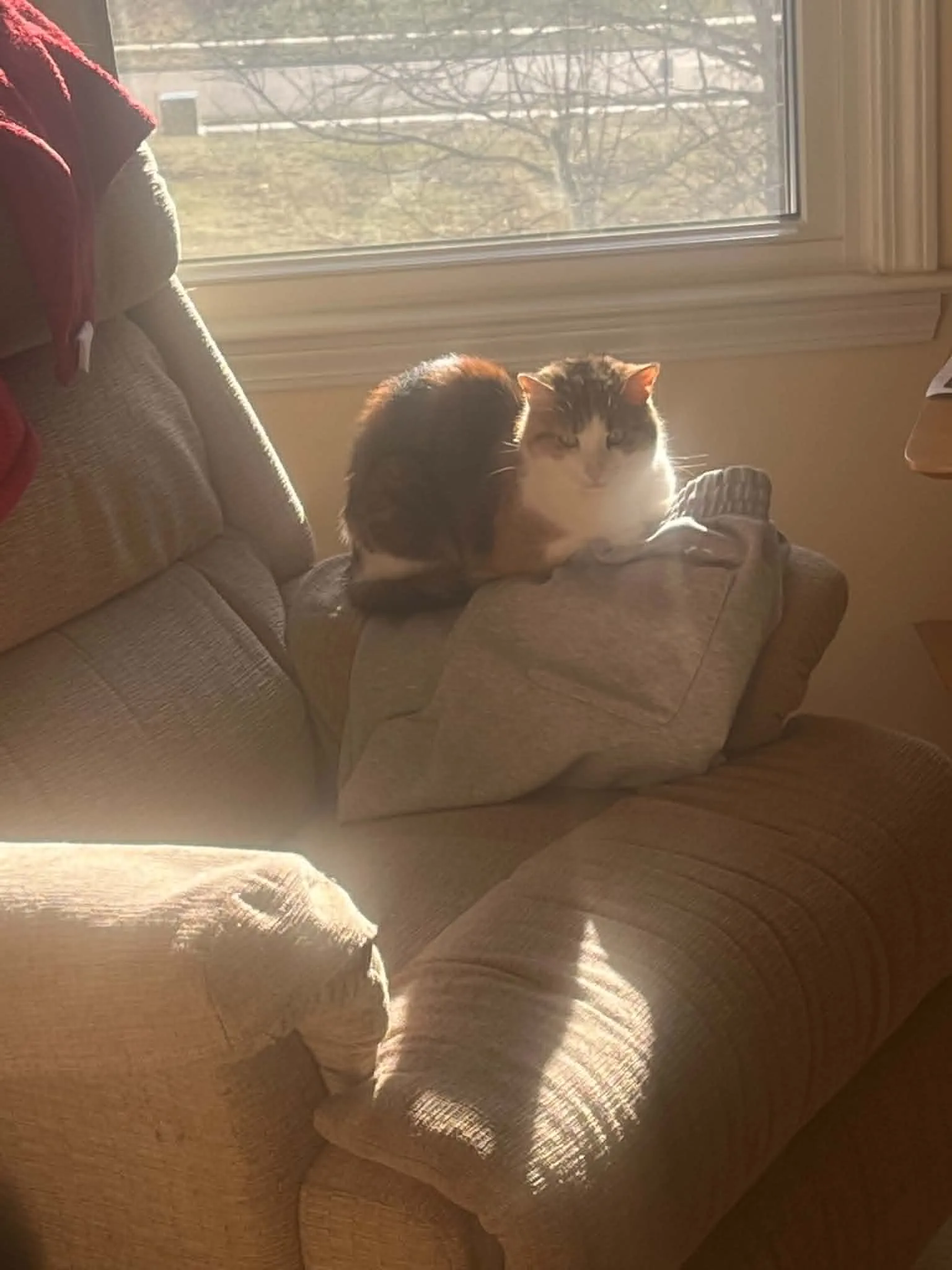 Calico cat in the afternoon sun