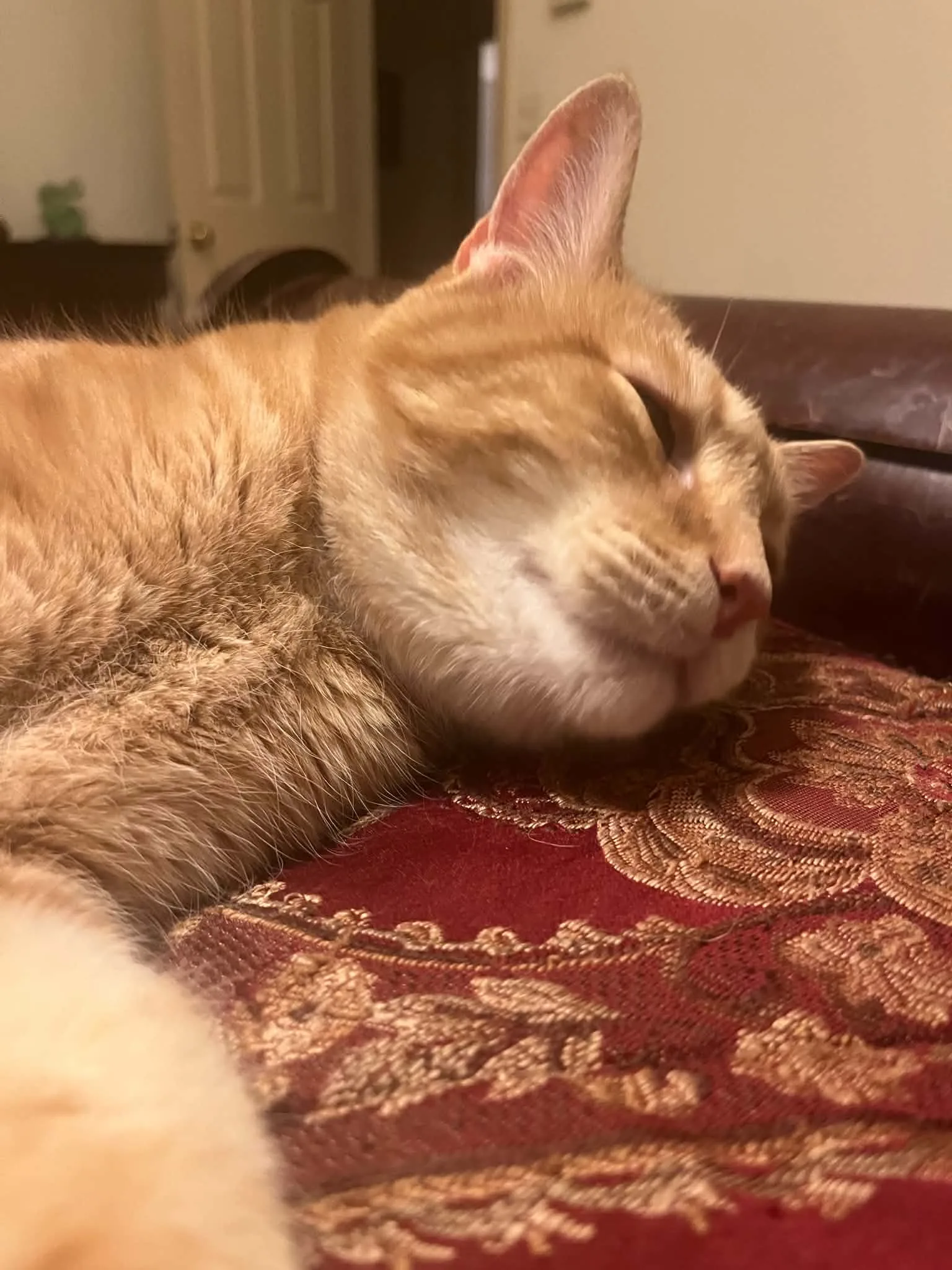 Orange tabby cat napping